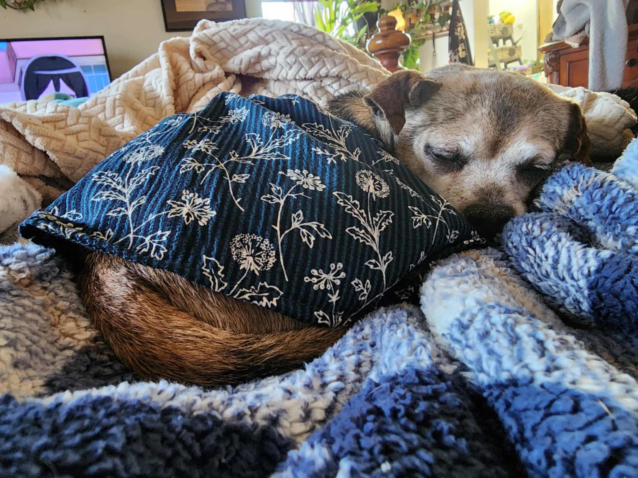 Enlarge Moon, a ADOPTABLE mixed breed in Milton, FL image 2/4