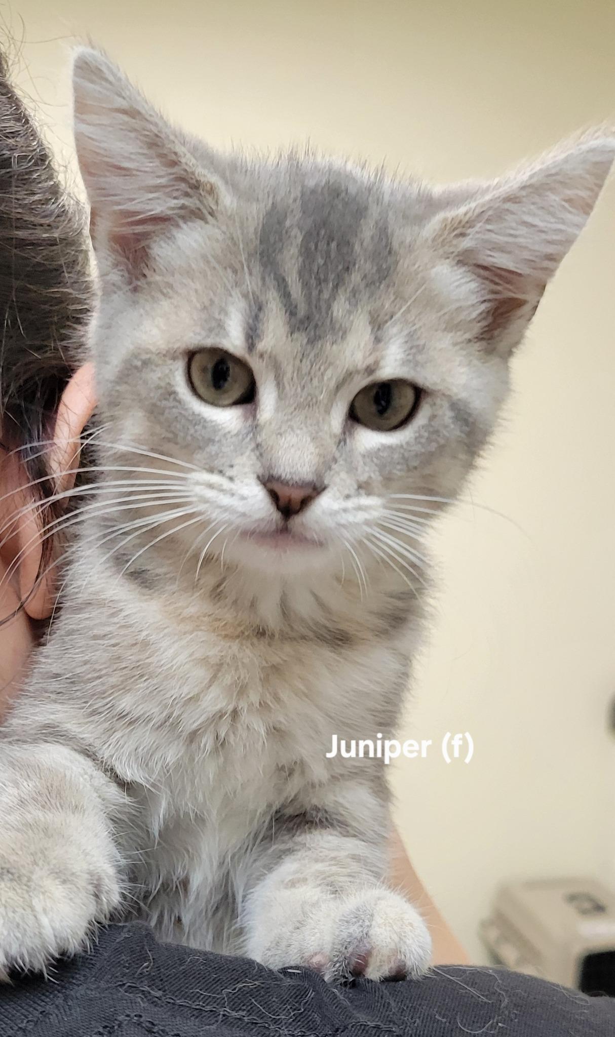 Juniper