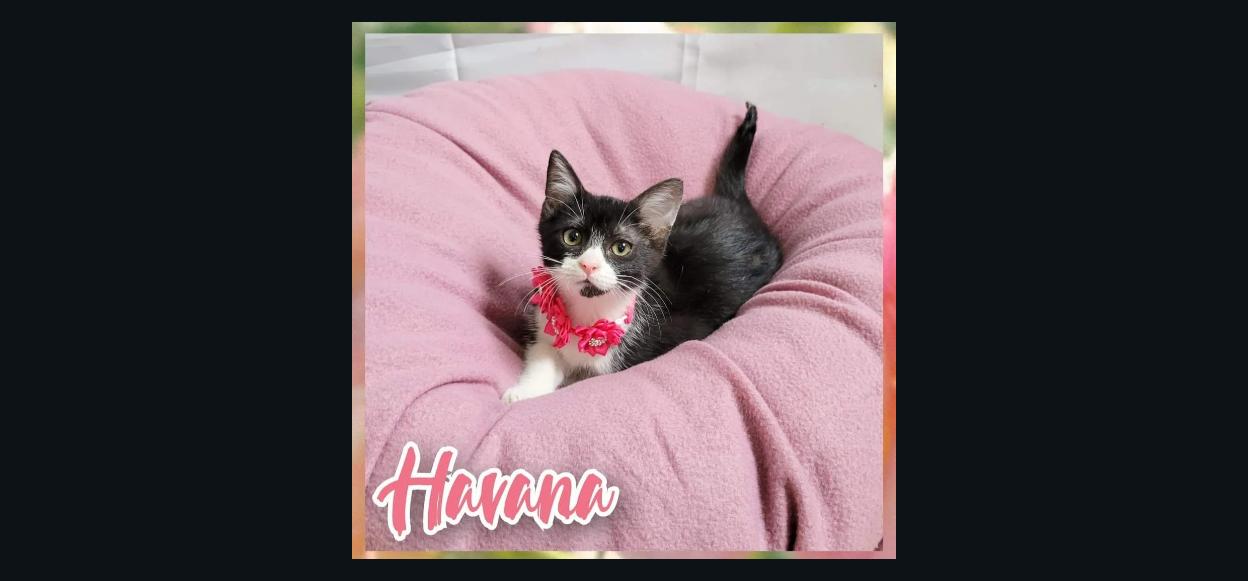 Havana, Adopted, Young Female Tuxedo.