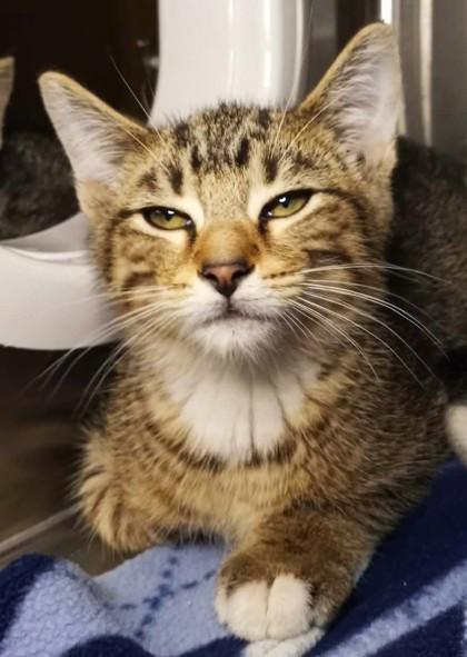 Enlarge Telemachus, a Adoptable mixed breed in Waupaca, WI image 1/1