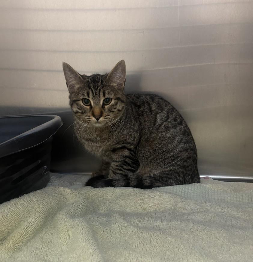 Compression Sock, Adopted, Kitten Female Domestic Short Hair.