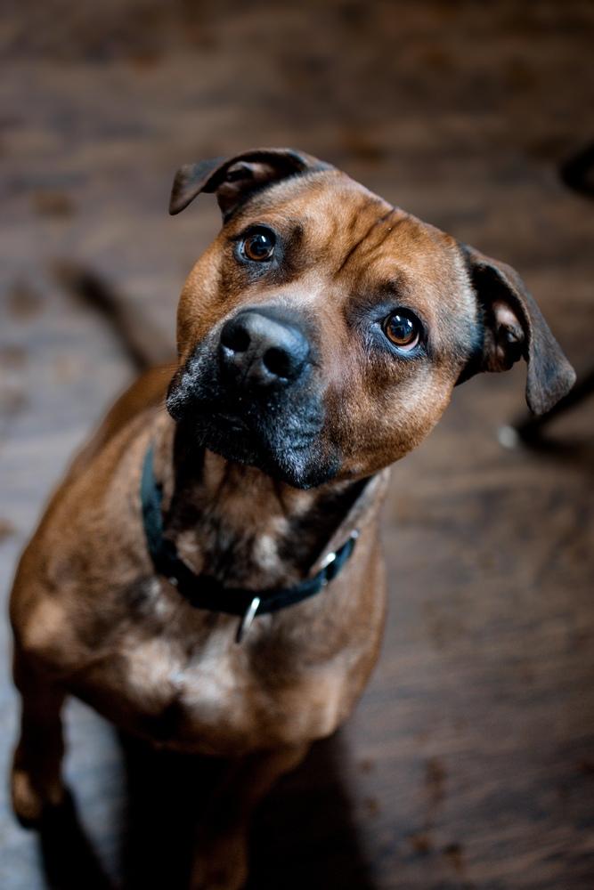 Enlarge Edison, a Adoptable mixed breed in Frankfort, NY image 1/3