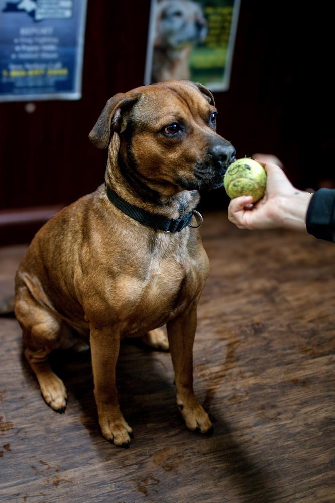 Enlarge Edison, a Adoptable mixed breed in Frankfort, NY image 2/3