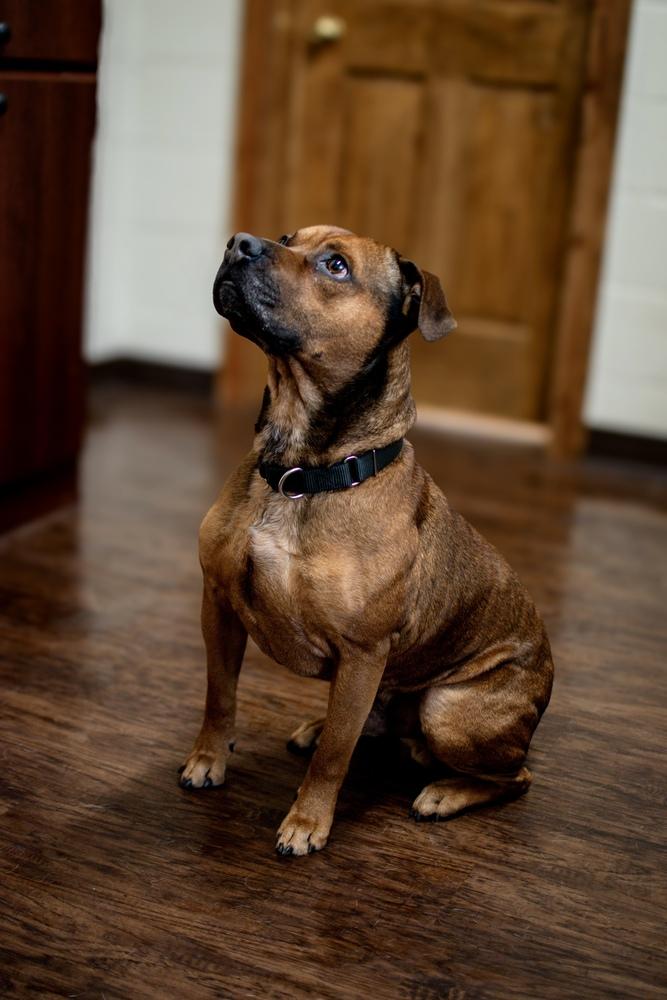 Enlarge Edison, a Adoptable mixed breed in Frankfort, NY image 3/3