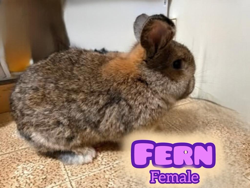 Enlarge Fern, a Adoptable Holland Lop in Idaho Falls, ID image 1/1