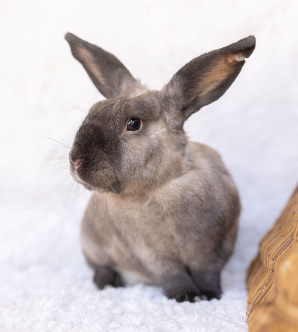Oatmeal, a Adoptable American in Los Angeles, CA image 1/3
