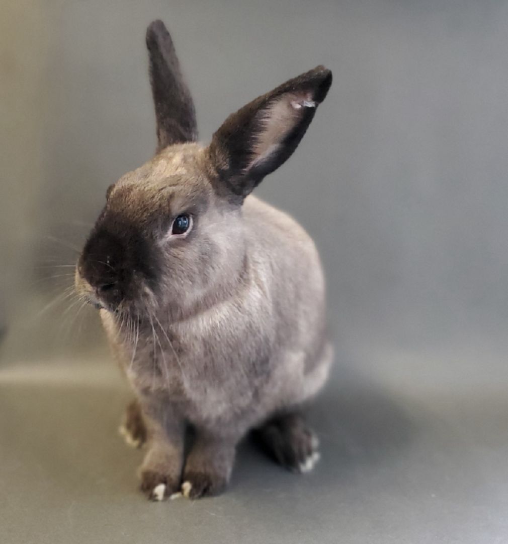 Oatmeal, a Adoptable American in Los Angeles, CA image 3/3