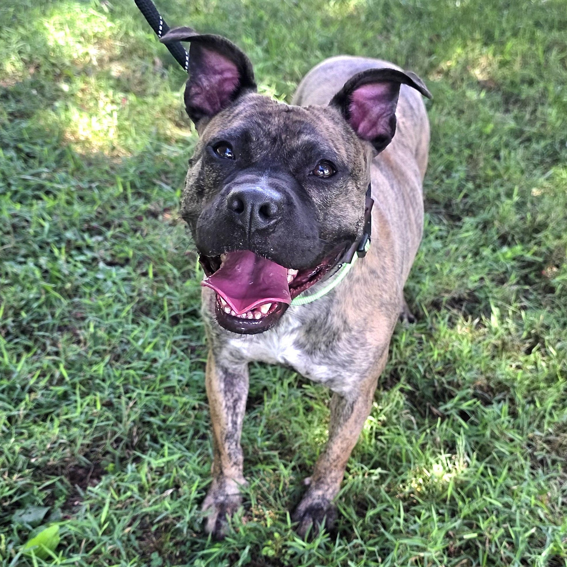 Fancy, Adoptable, Adult Female Mixed Breed.