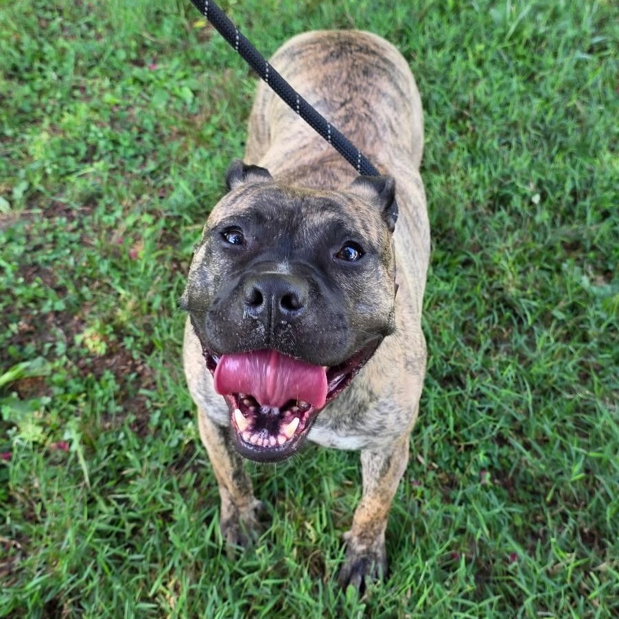 Enlarge Fancy, a Adoptable Mixed Breed in Greensboro, NC image 5/6