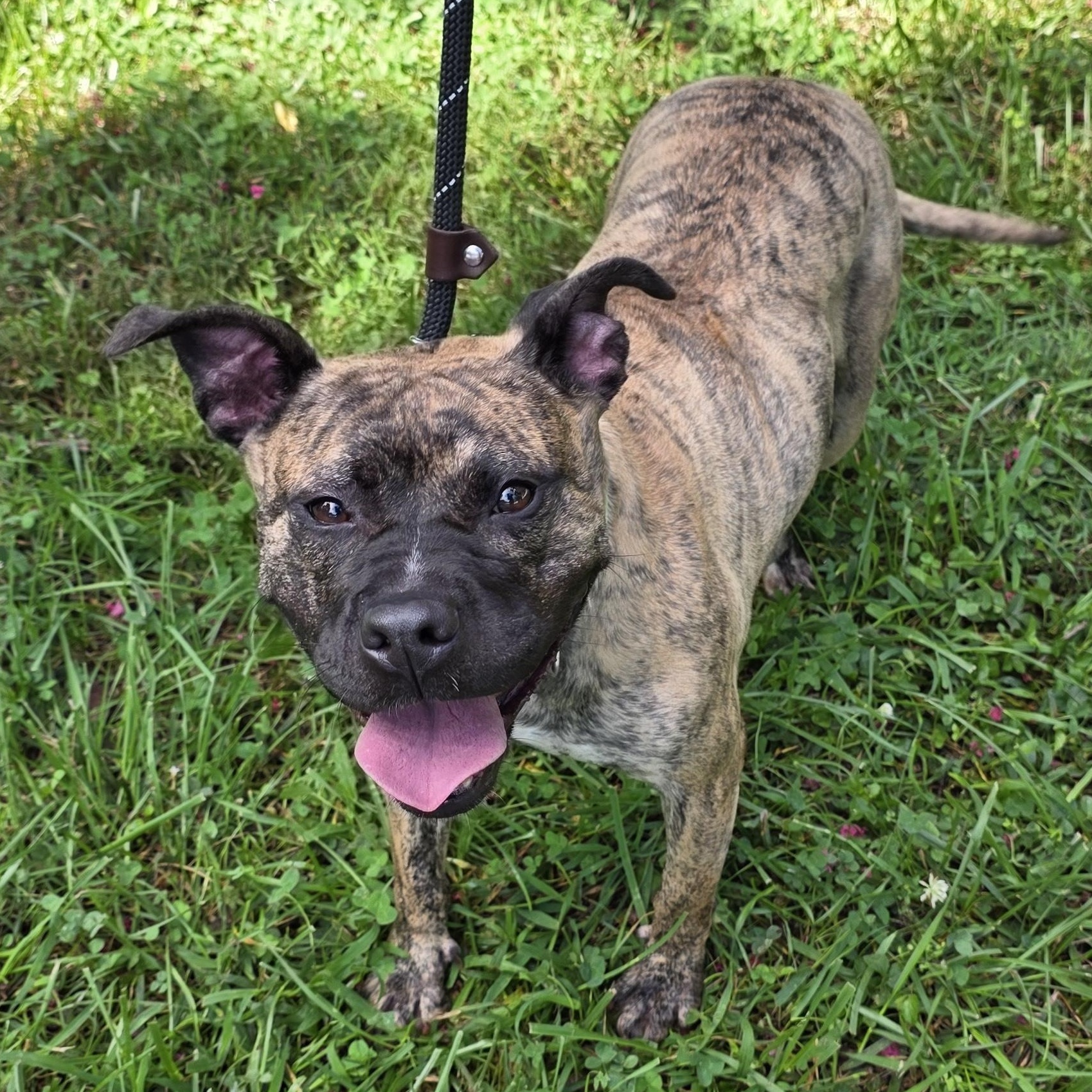 Enlarge Fancy, a Adoptable Mixed Breed in Greensboro, NC image 3/6