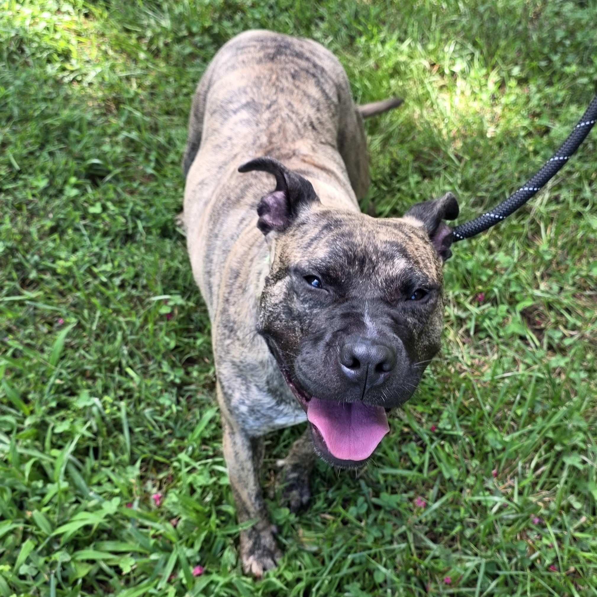 Enlarge Fancy, a Adoptable Mixed Breed in Greensboro, NC image 6/6