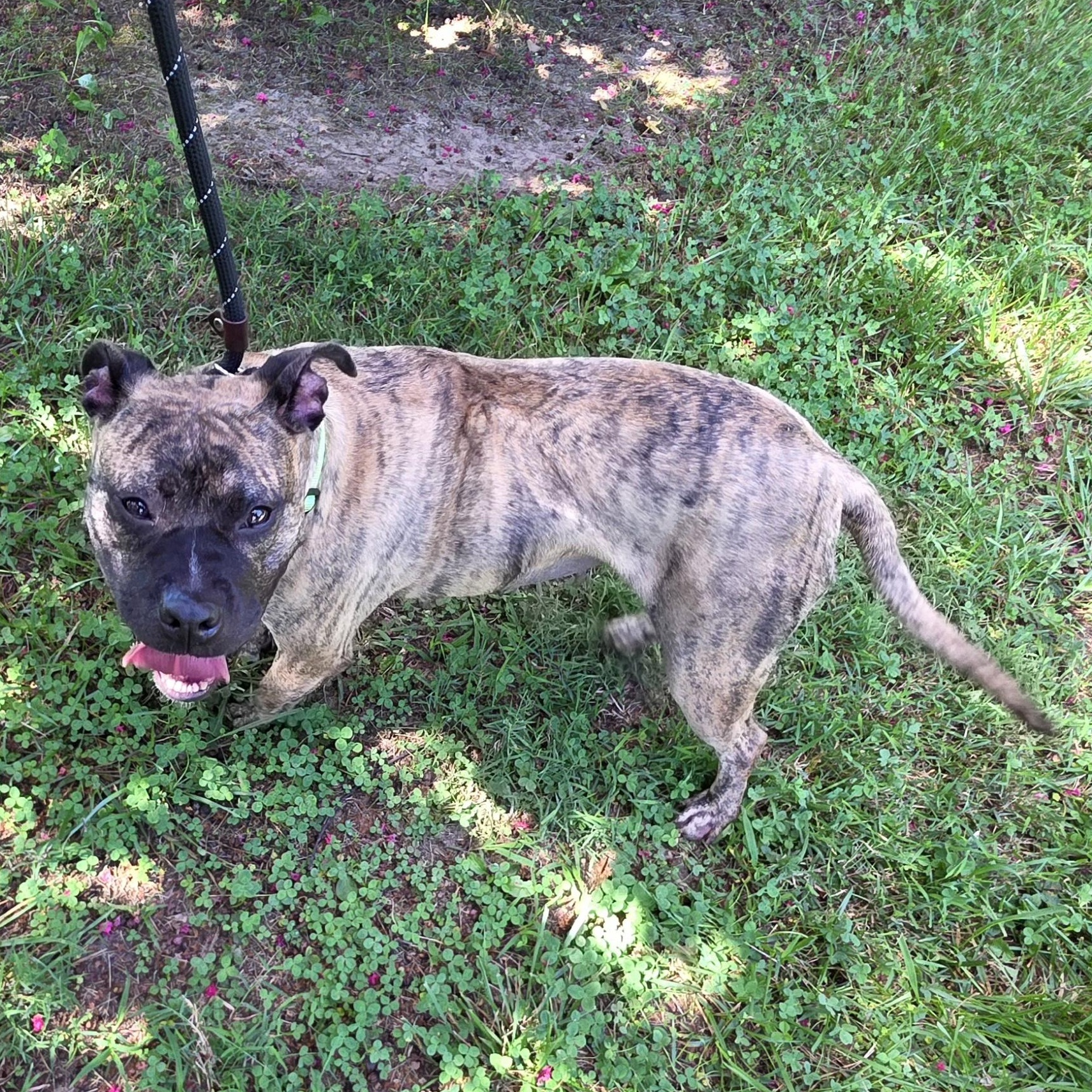 Enlarge Fancy, a Adoptable Mixed Breed in Greensboro, NC image 2/6