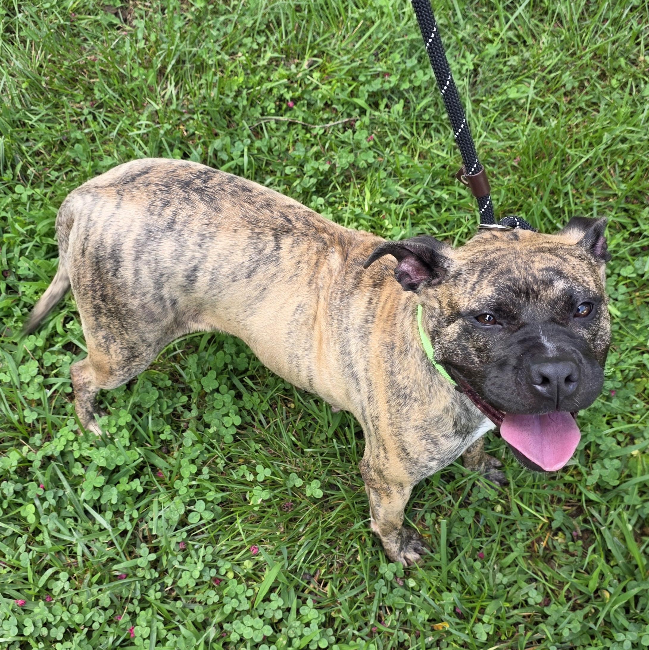 Enlarge Fancy, a Adoptable Mixed Breed in Greensboro, NC image 4/6