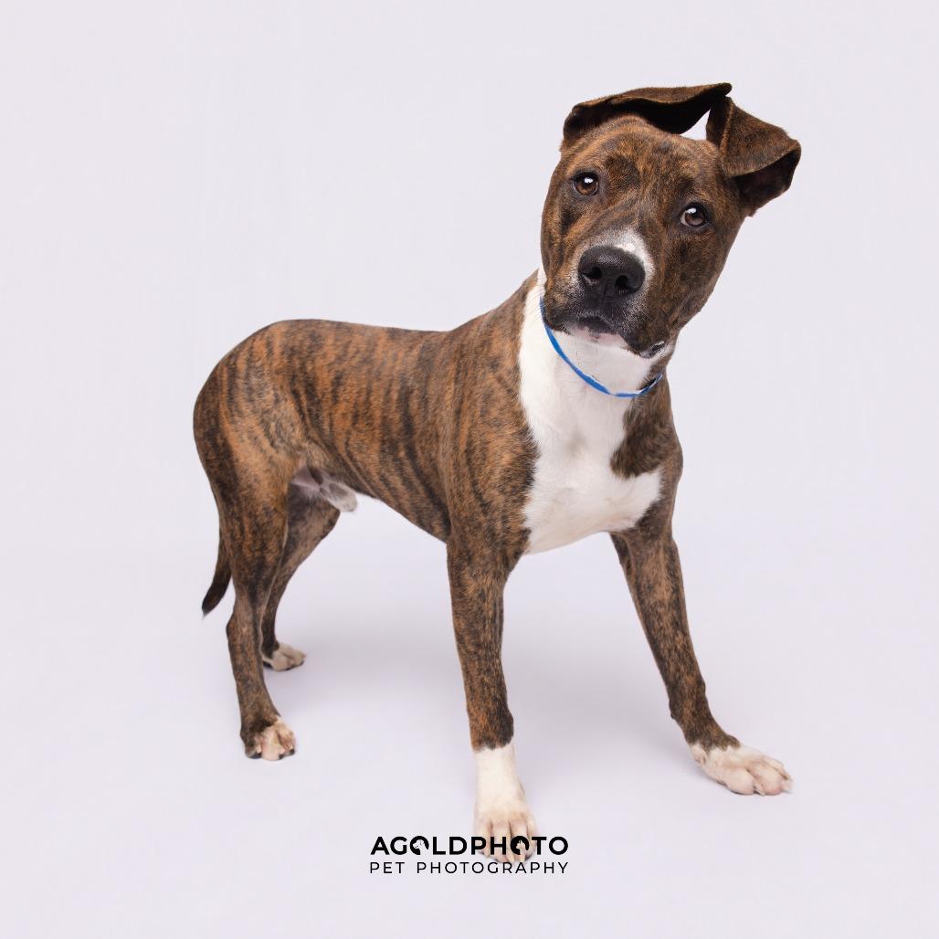 Enlarge Brooks, a Adoptable mixed breed in Tampa, FL image 1/6