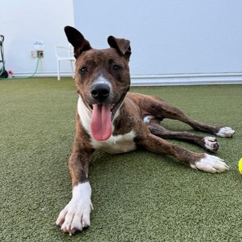 Enlarge Brooks, a Adoptable mixed breed in Tampa, FL image 3/6