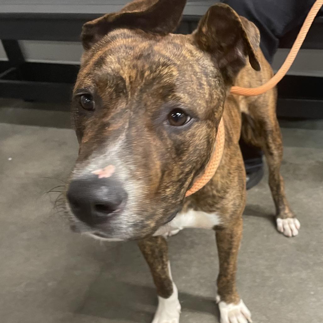 Enlarge Brooks, a Adoptable mixed breed in Tampa, FL image 4/6