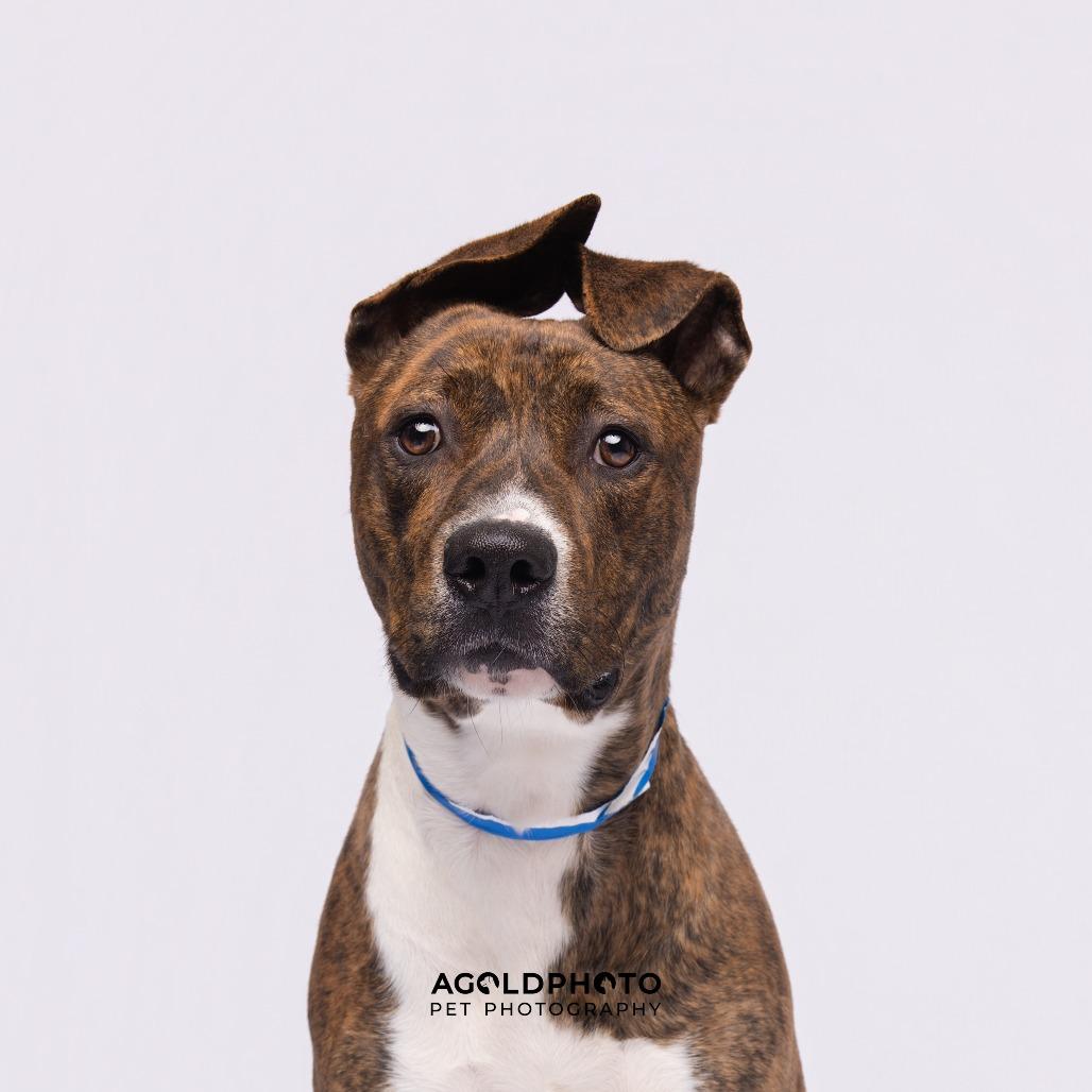 Enlarge Brooks, a Adoptable mixed breed in Tampa, FL image 5/6