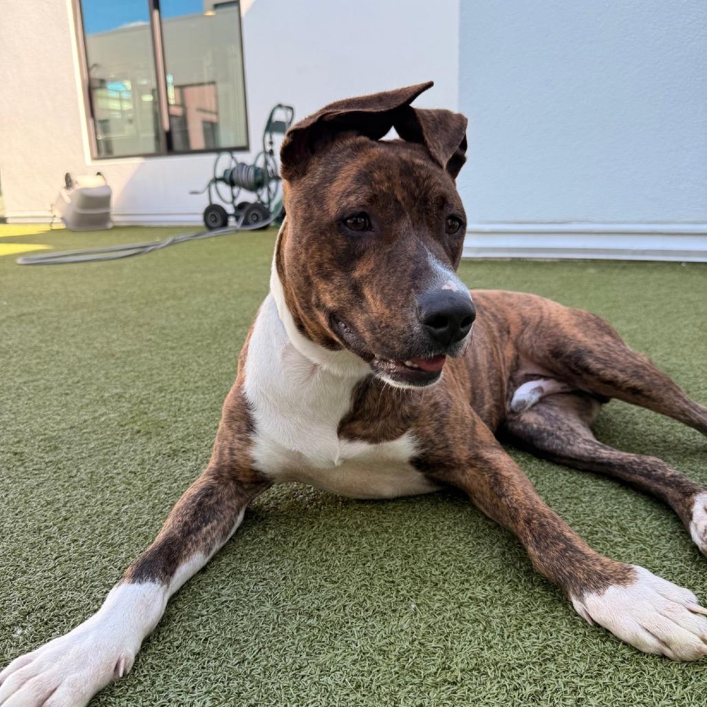 Enlarge Brooks, a Adoptable mixed breed in Tampa, FL image 6/6