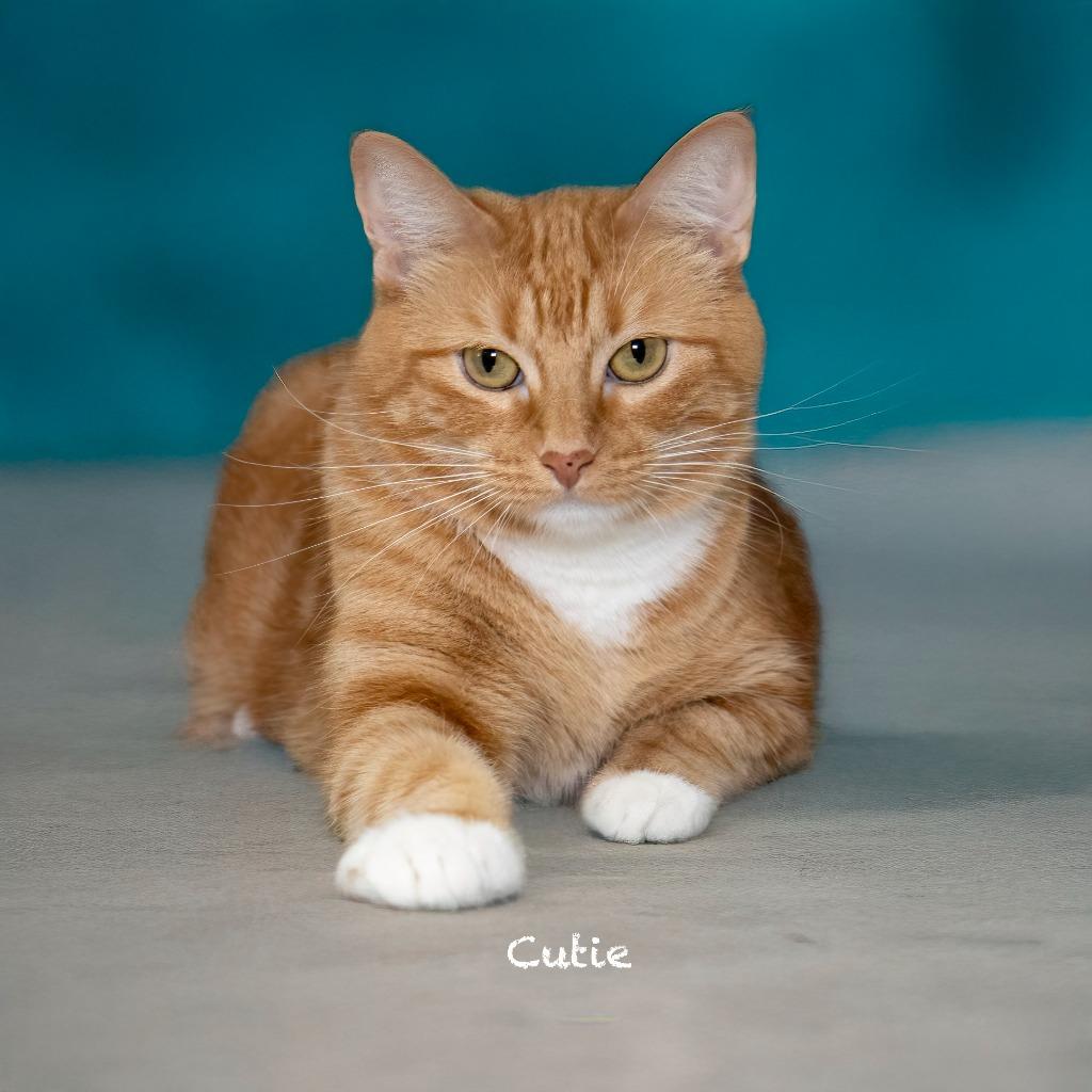 Enlarge Cutie, a Adoptable mixed breed in Hot Springs Village, AR image 4/4