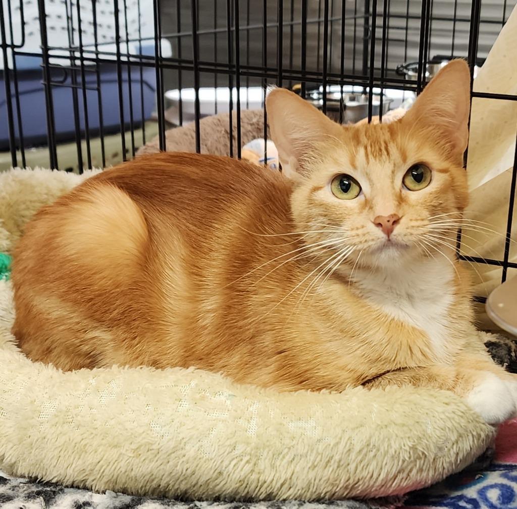 Enlarge Cutie, a Adoptable mixed breed in Hot Springs Village, AR image 3/3