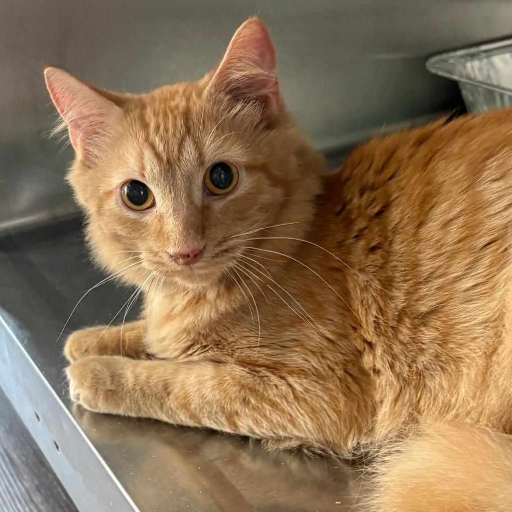 Ragu, Adoptable, Young Male Domestic Medium Hair.