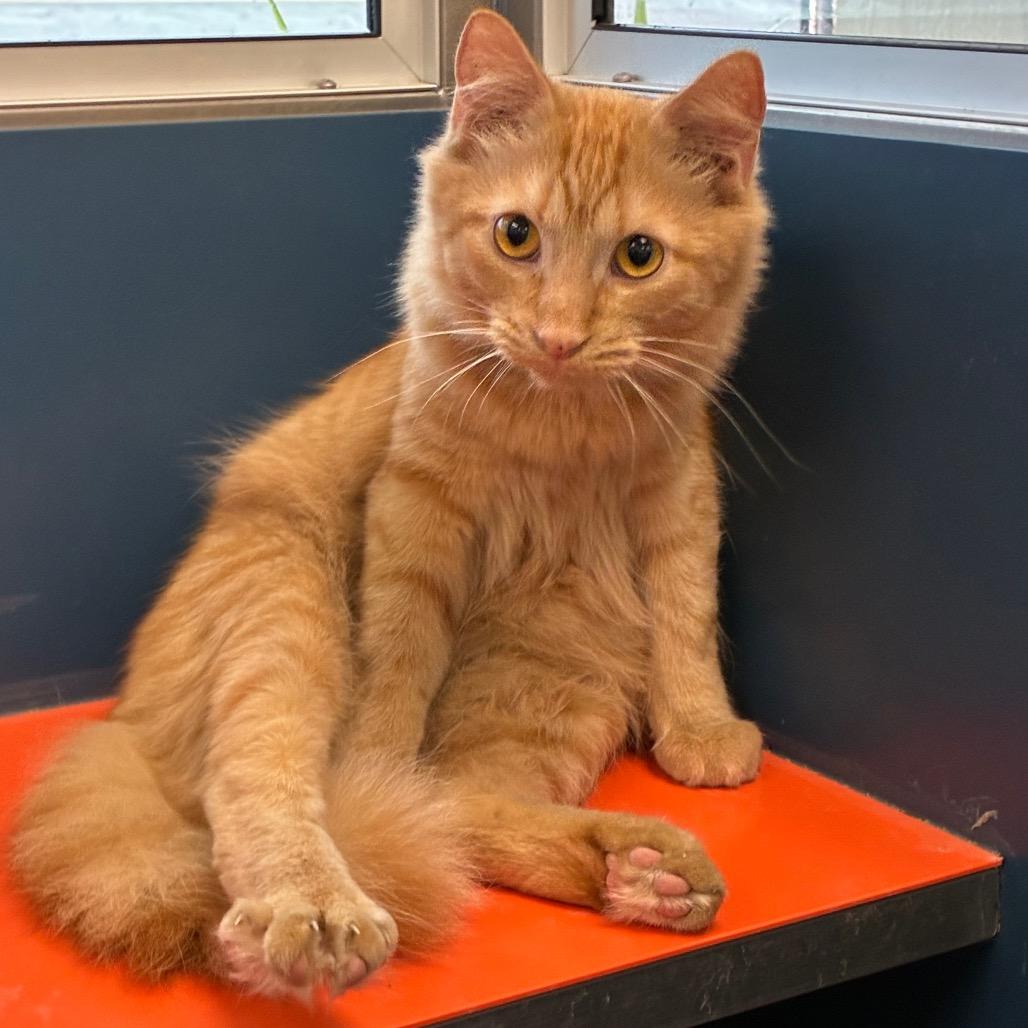Enlarge Ragu, a Adoptable Domestic Medium Hair in Tulsa, OK image 2/4