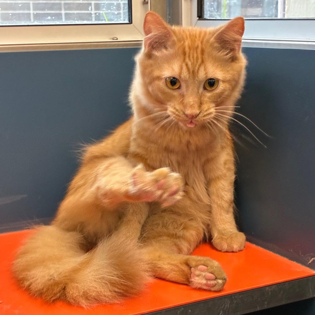 Enlarge Ragu, a Adoptable Domestic Medium Hair in Tulsa, OK image 3/4