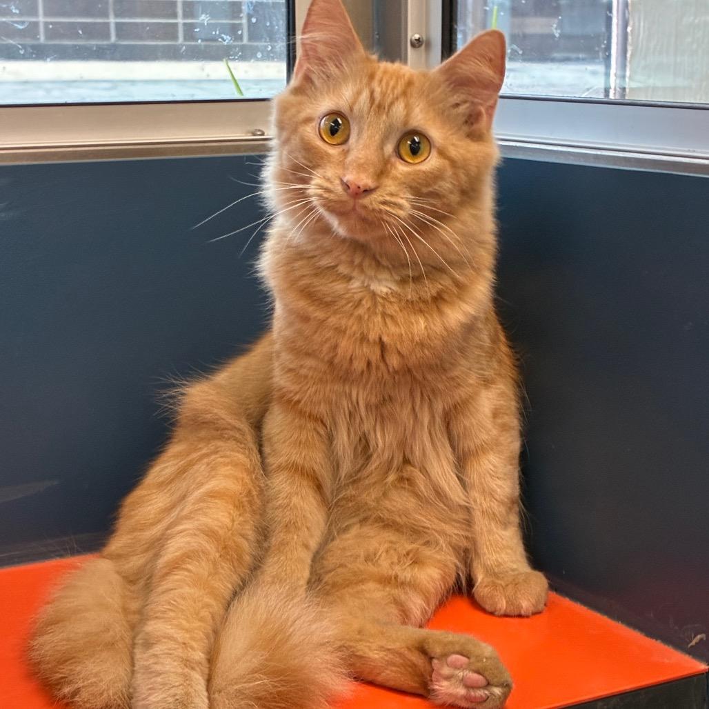 Enlarge Ragu, a Adoptable Domestic Medium Hair in Tulsa, OK image 4/4