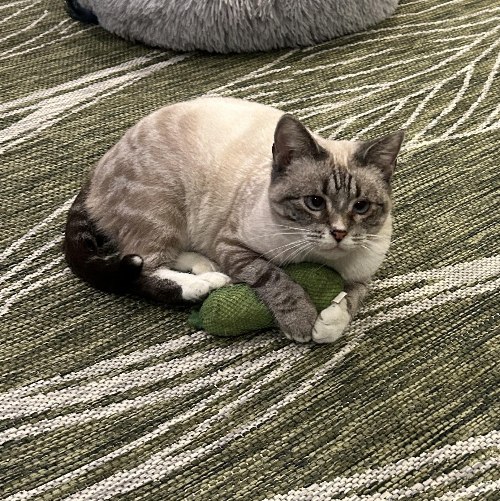 Salem, adopted, Adult Female Domestic Short Hair & Siamese.