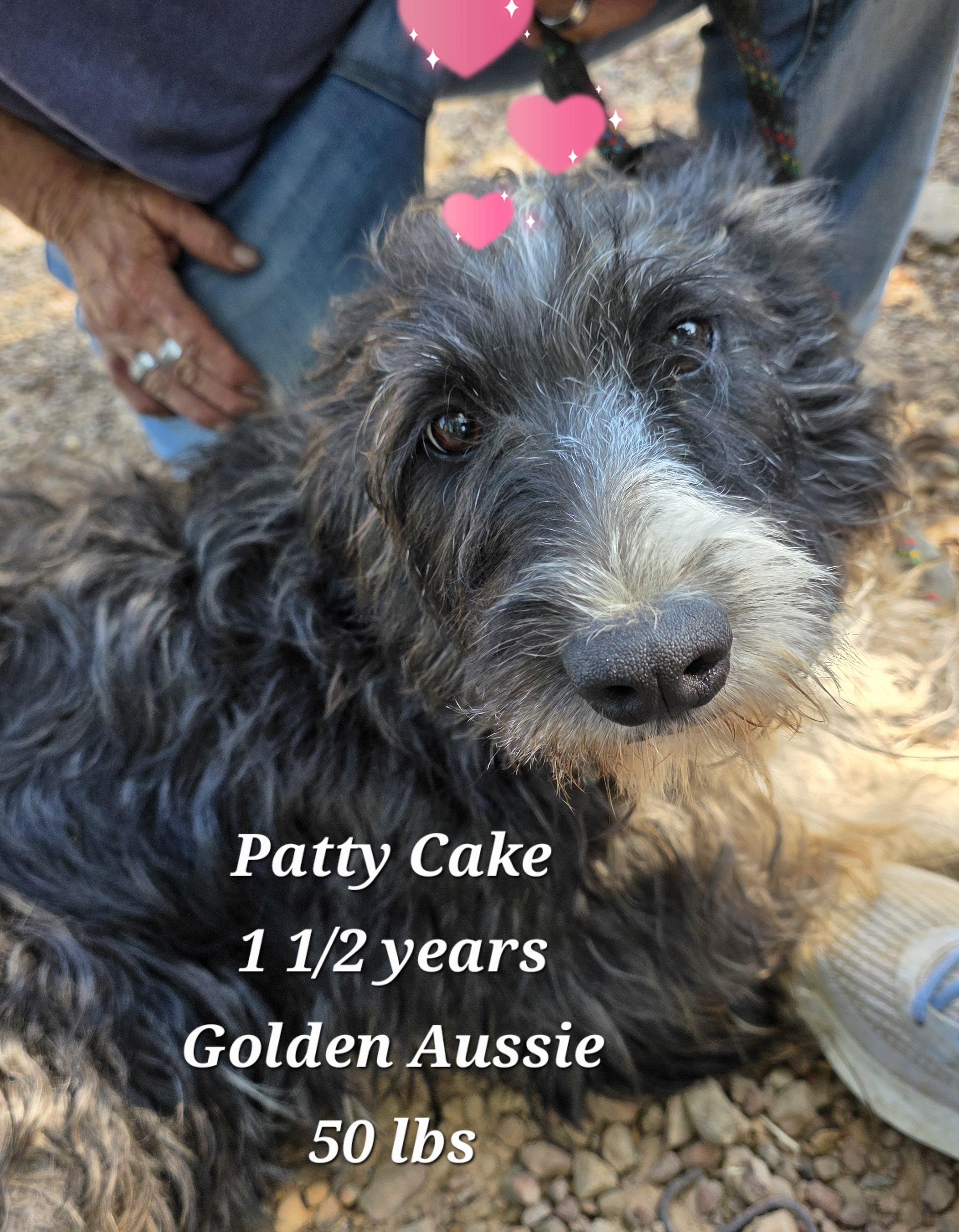 Patty Cake, a Adoptable mixed breed in Warren, RI image 2/6