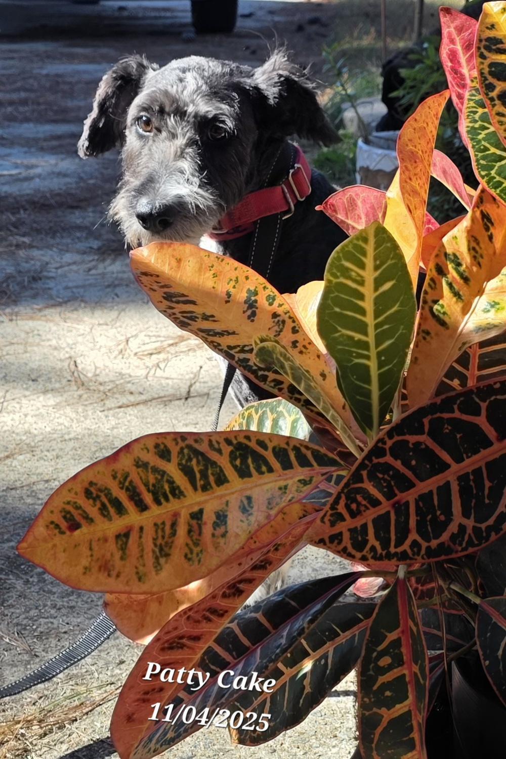 Patty Cake, a Adoptable mixed breed in Warren, RI image 1/6