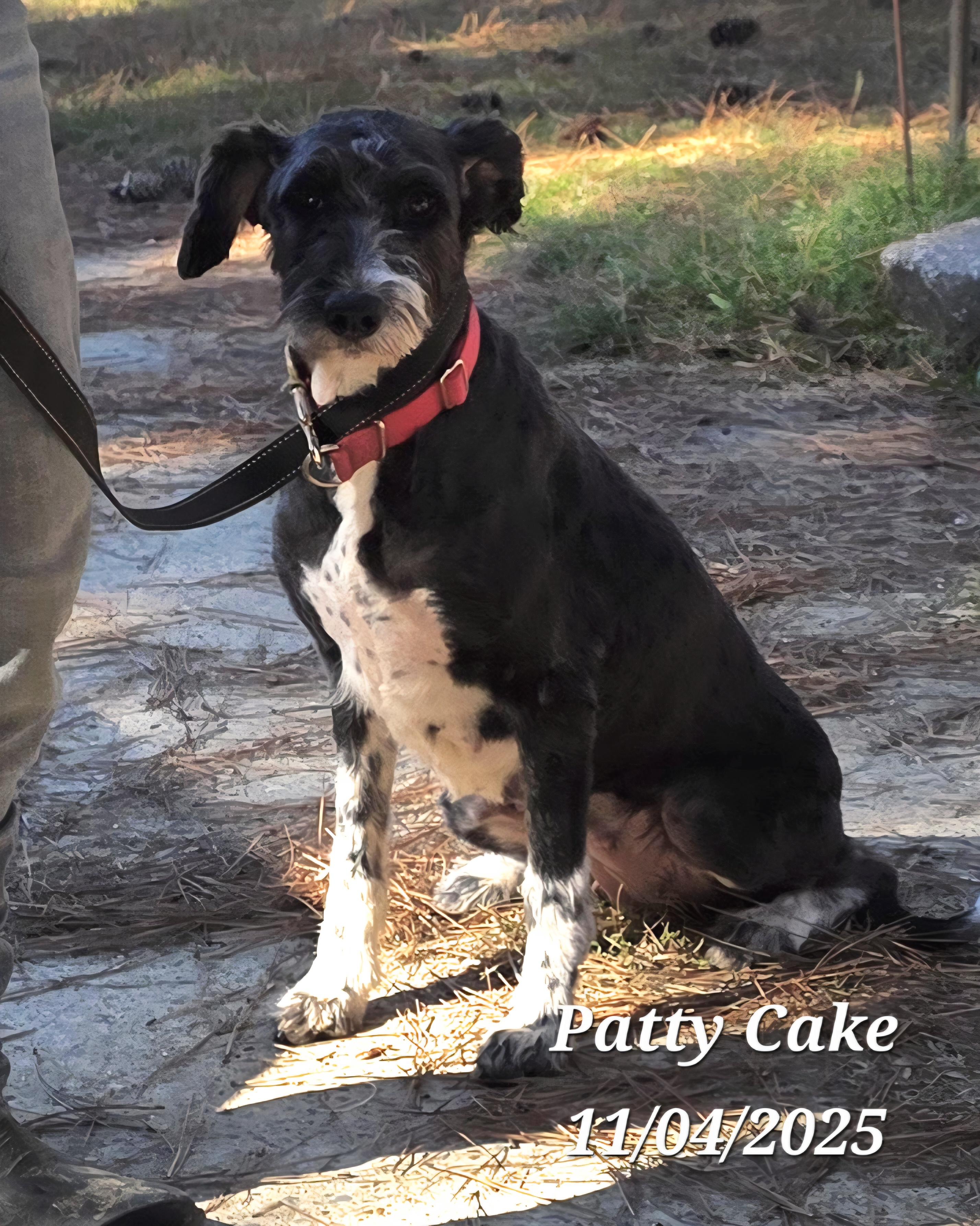 Patty Cake, a Adoptable mixed breed in Warren, RI image 5/6