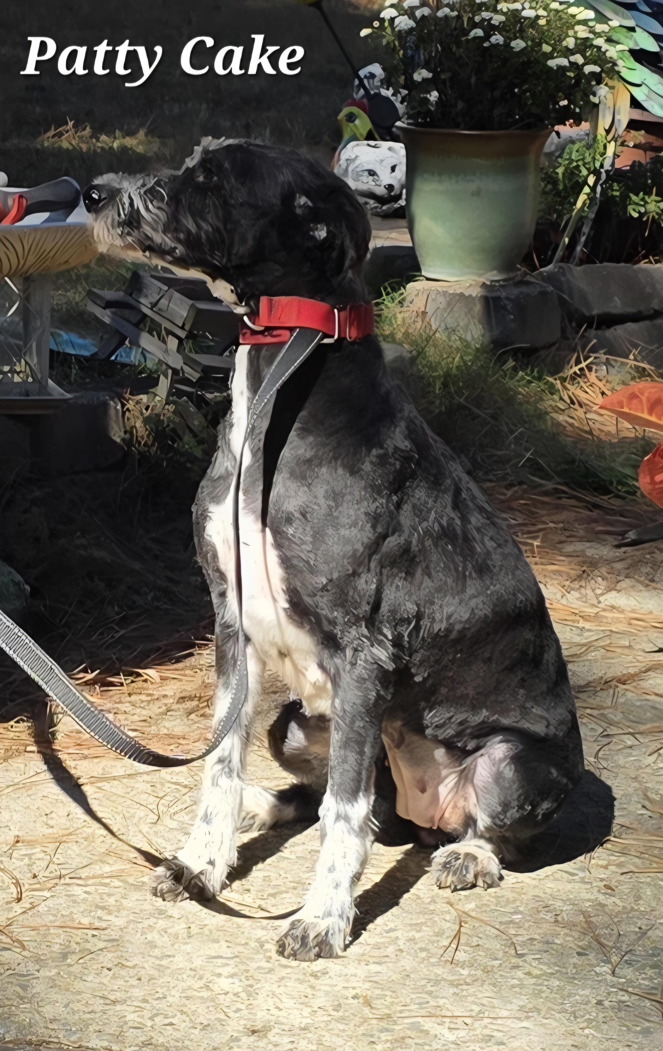 Patty Cake, a Adoptable mixed breed in Warren, RI image 4/6