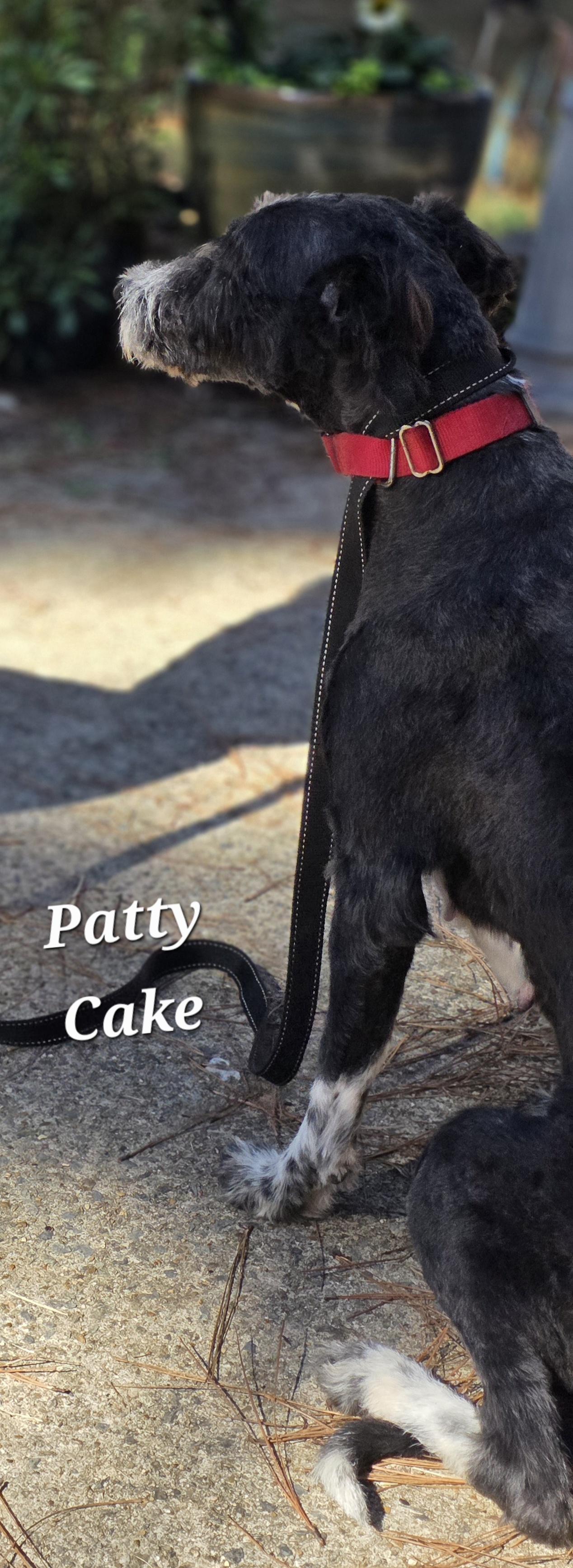 Patty Cake, a Adoptable mixed breed in Warren, RI image 6/6