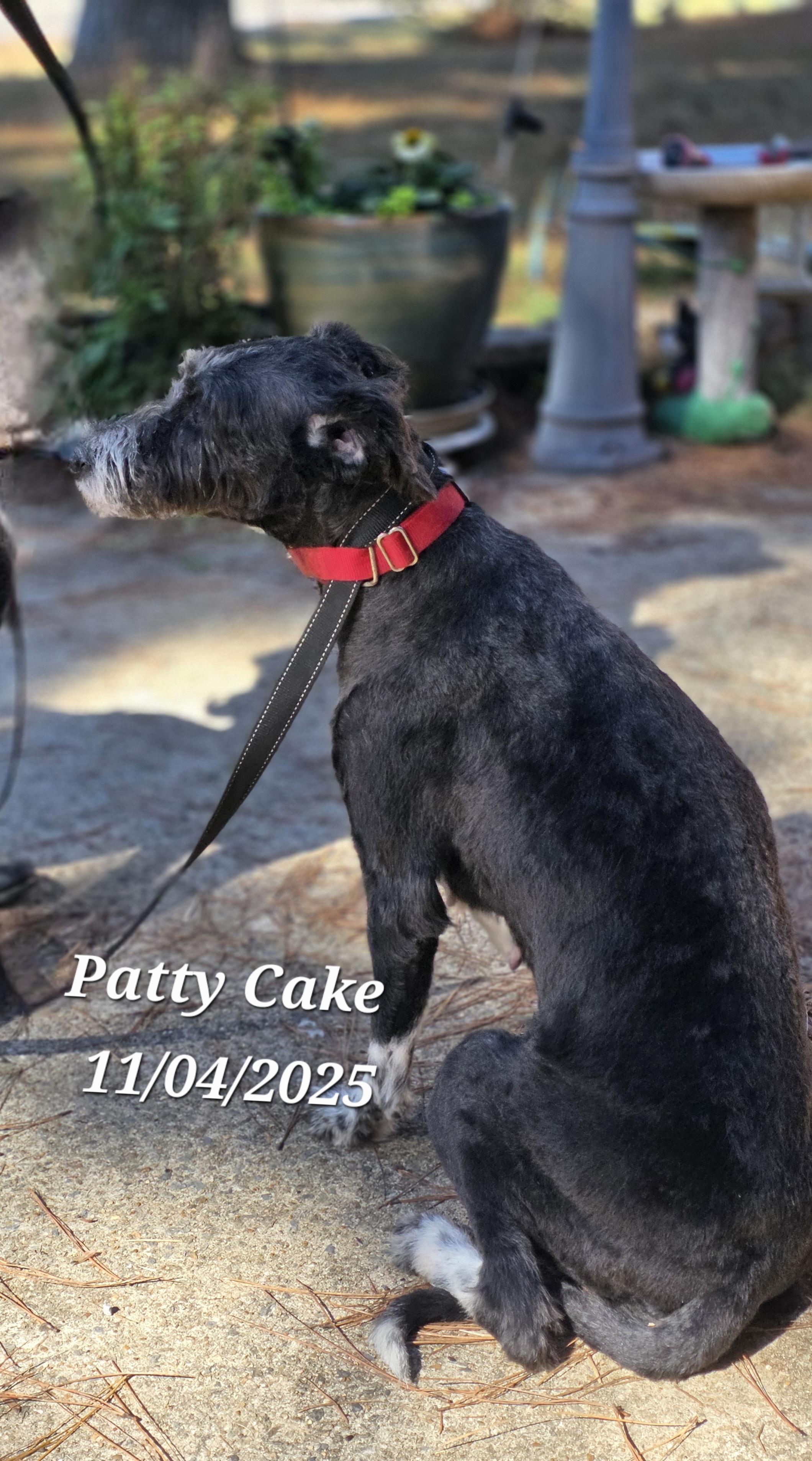 Patty Cake, a Adoptable mixed breed in Warren, RI image 3/6