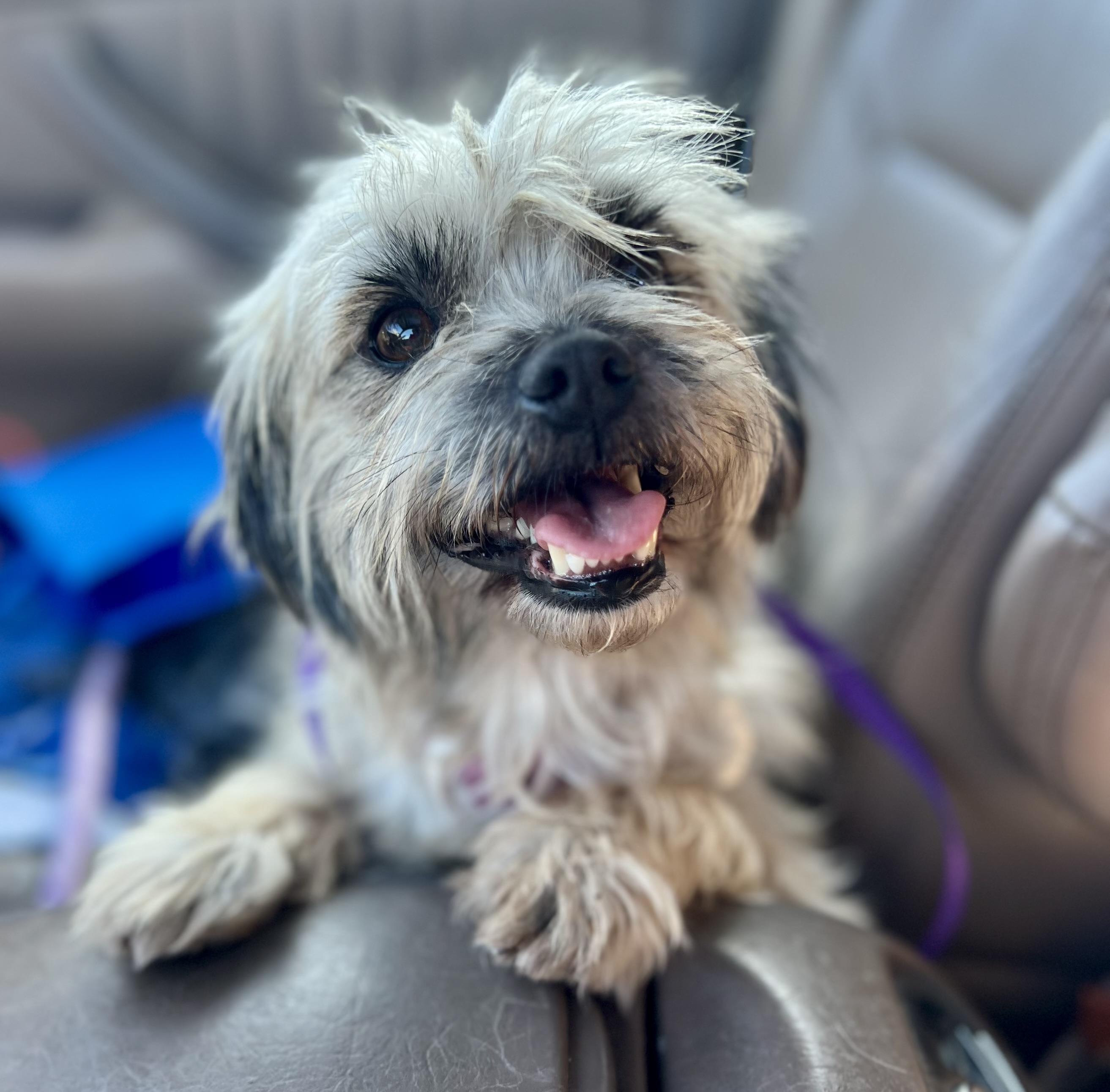 Enlarge Lila, a ADOPTABLE mixed breed in Mt Pleasant, SC image 1/4