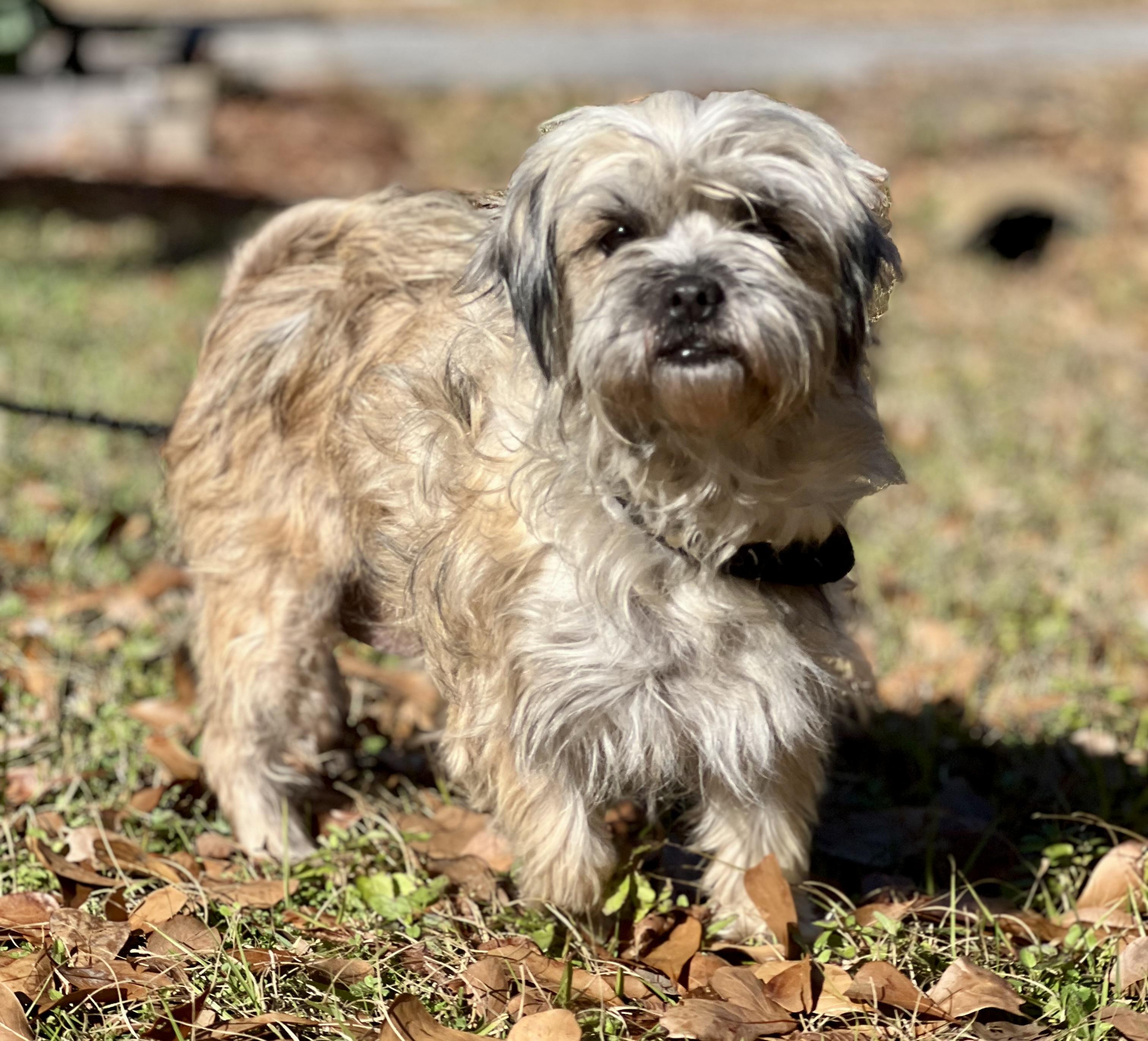 Lila, ADOPTABLE, Adult Female Mixed Breed.