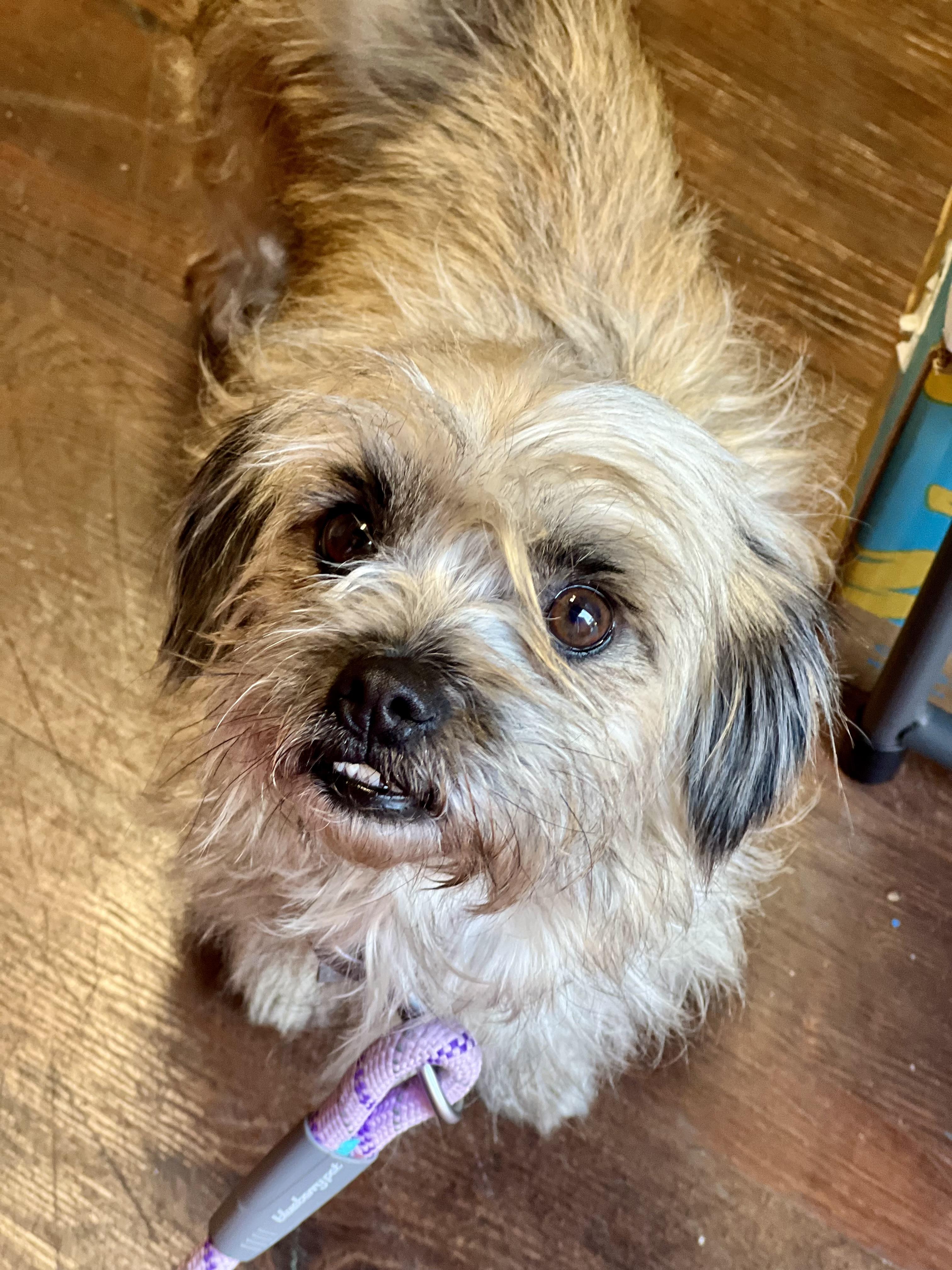 Enlarge Lila, a ADOPTABLE mixed breed in Mt Pleasant, SC image 4/4