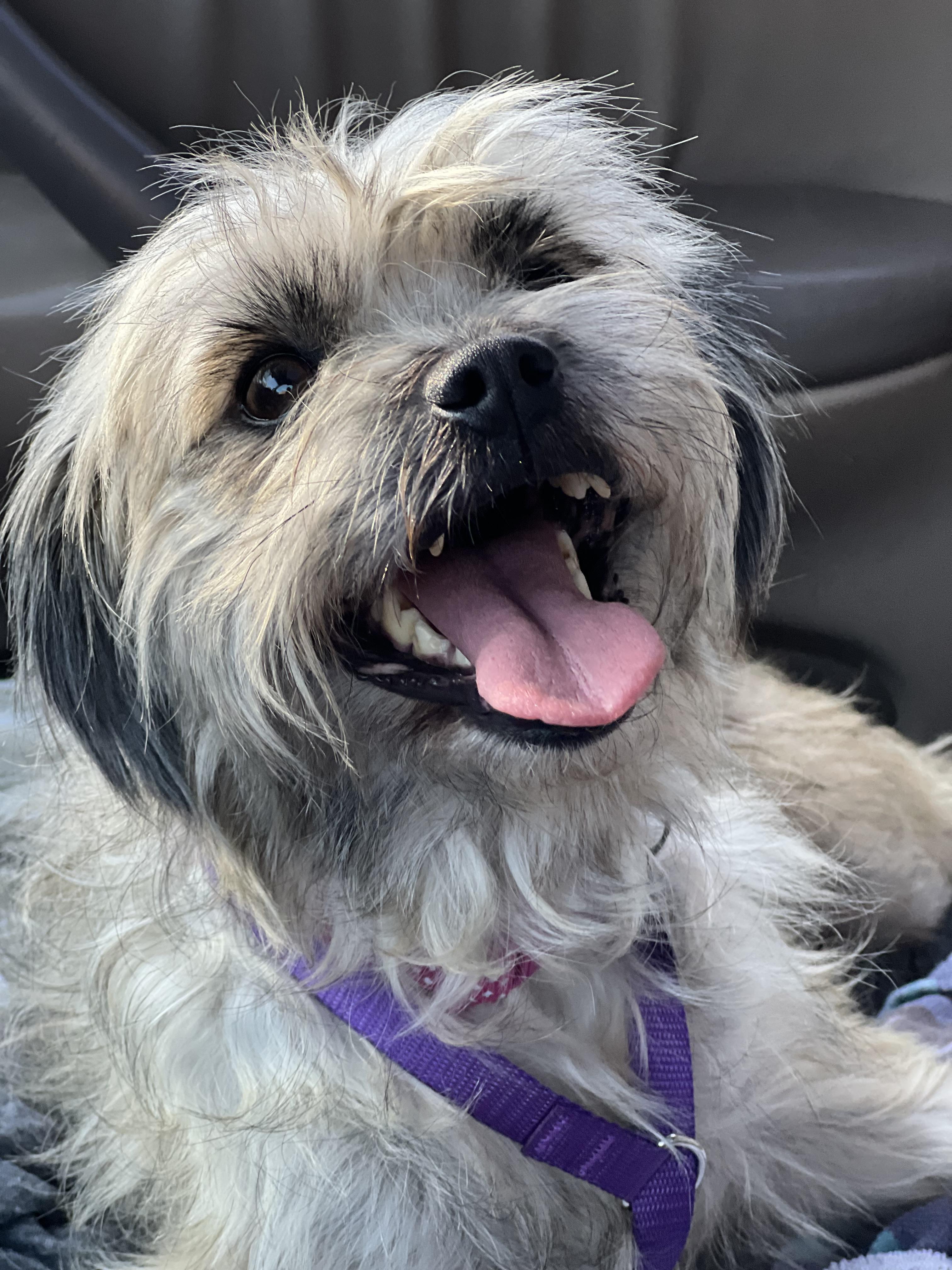 Enlarge Lila, a ADOPTABLE mixed breed in Mt Pleasant, SC image 2/4