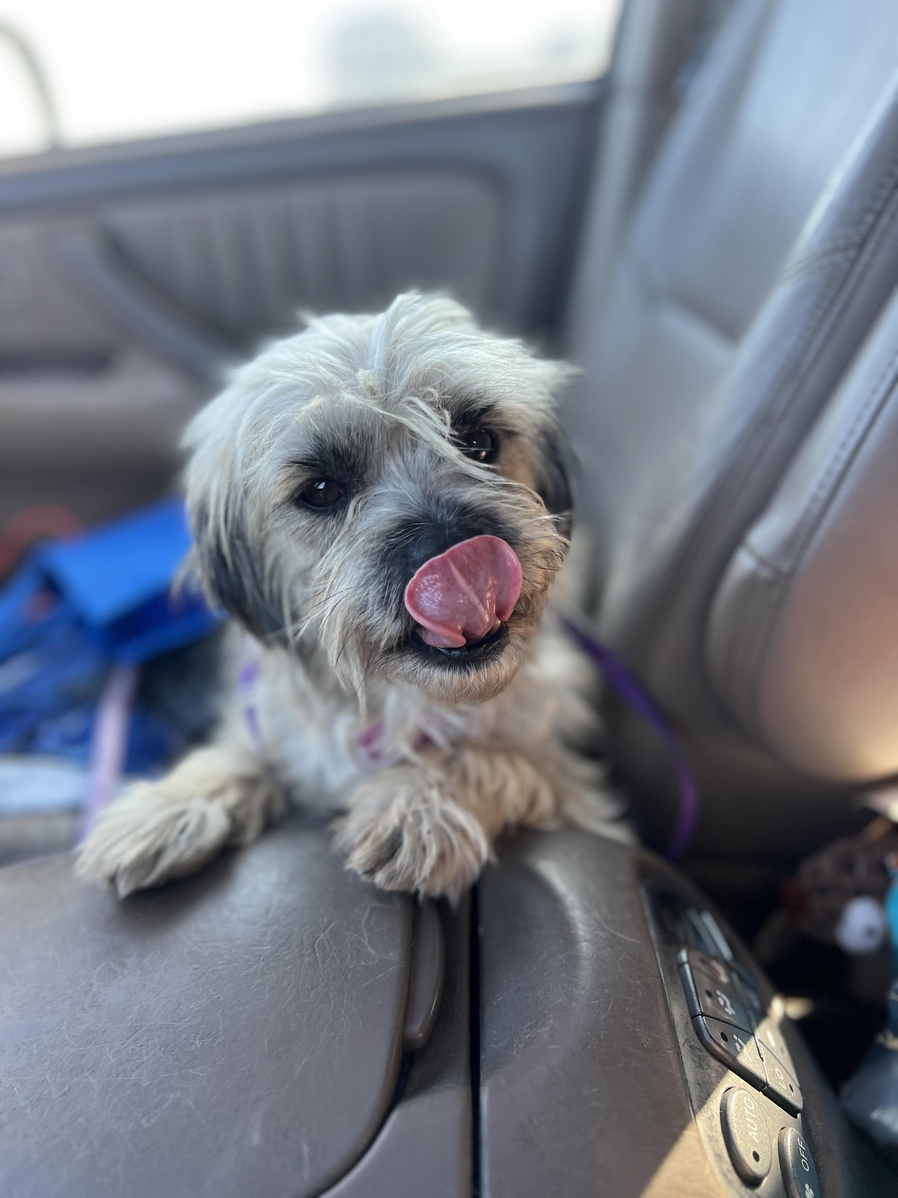 Enlarge Lila, a ADOPTABLE mixed breed in Mt Pleasant, SC image 3/4