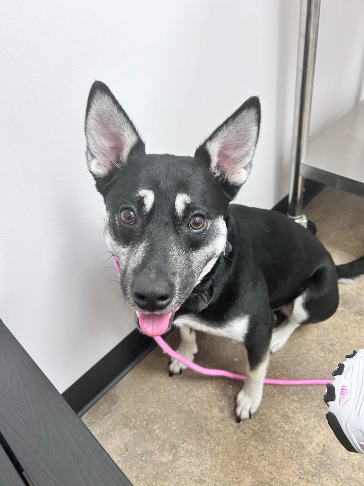 Brittany Lee, a Adoptable mixed breed in Saugus, MA image 1/6