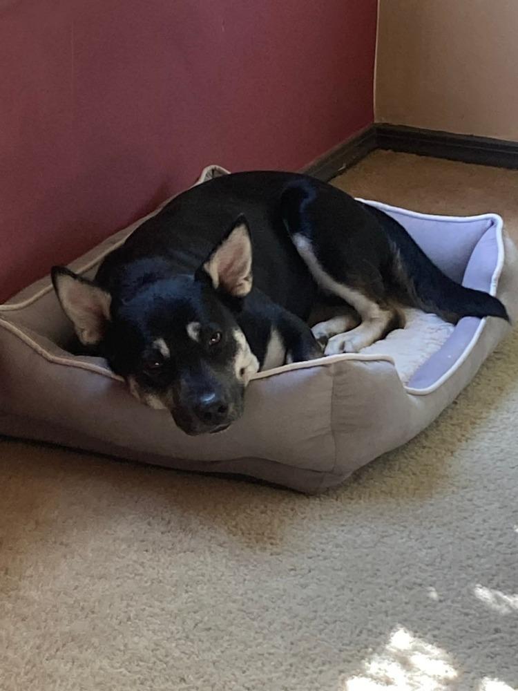 Brittany Lee, Adoptable, Adult Female Shepherd & Mixed Breed.