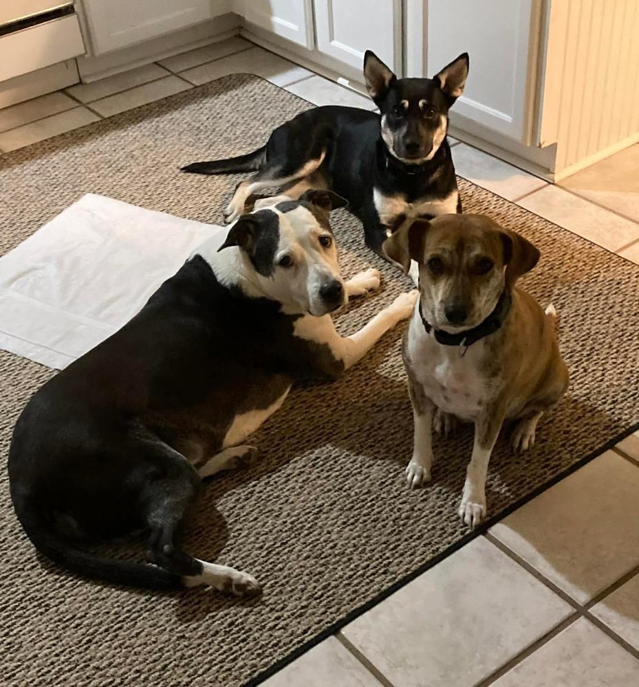 Brittany Lee, a Adoptable mixed breed in Saugus, MA image 2/6