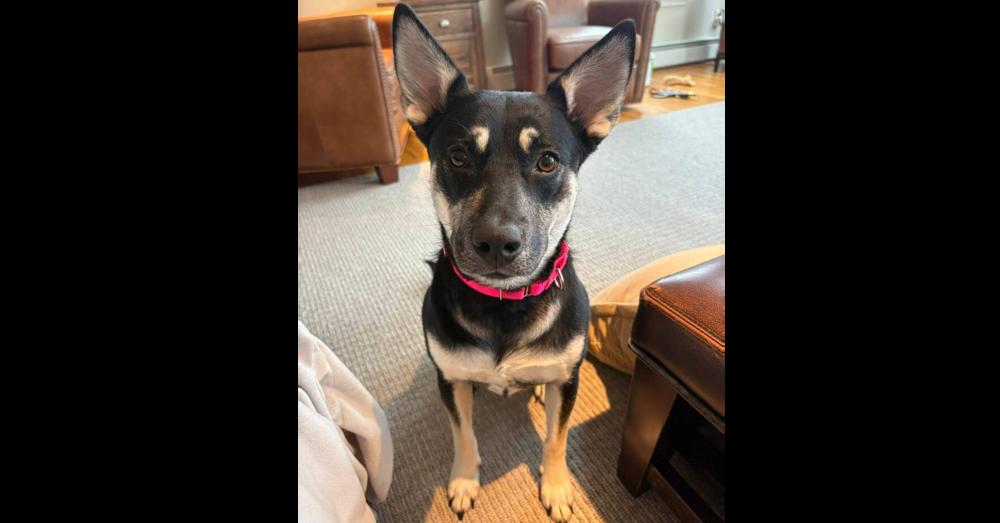 Enlarge Brittany Lee, a Adoptable mixed breed in Saugus, MA image 3/5