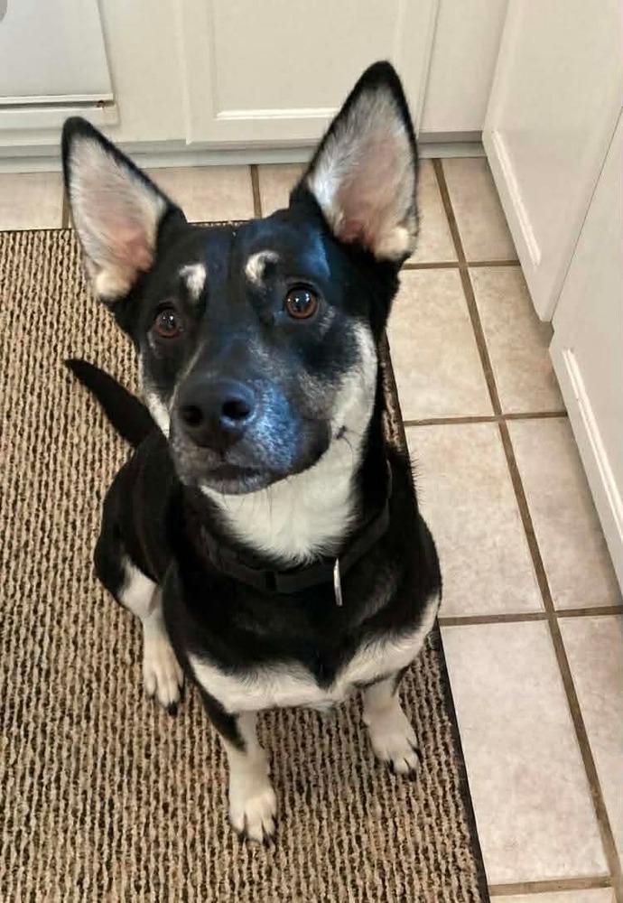 Brittany Lee, a Adoptable mixed breed in Saugus, MA image 4/6