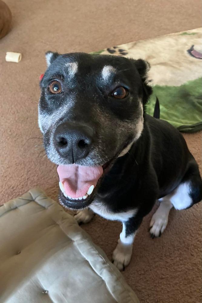 Brittany Lee, a Adoptable mixed breed in Saugus, MA image 5/6