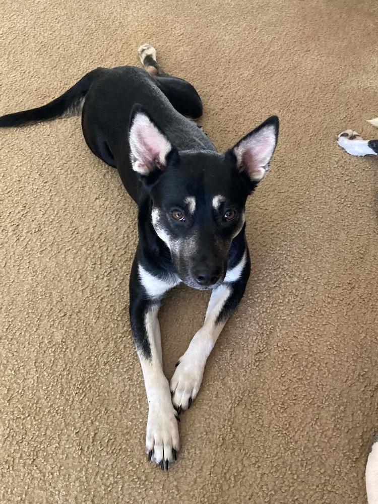 Brittany Lee, a Adoptable mixed breed in Saugus, MA image 6/6