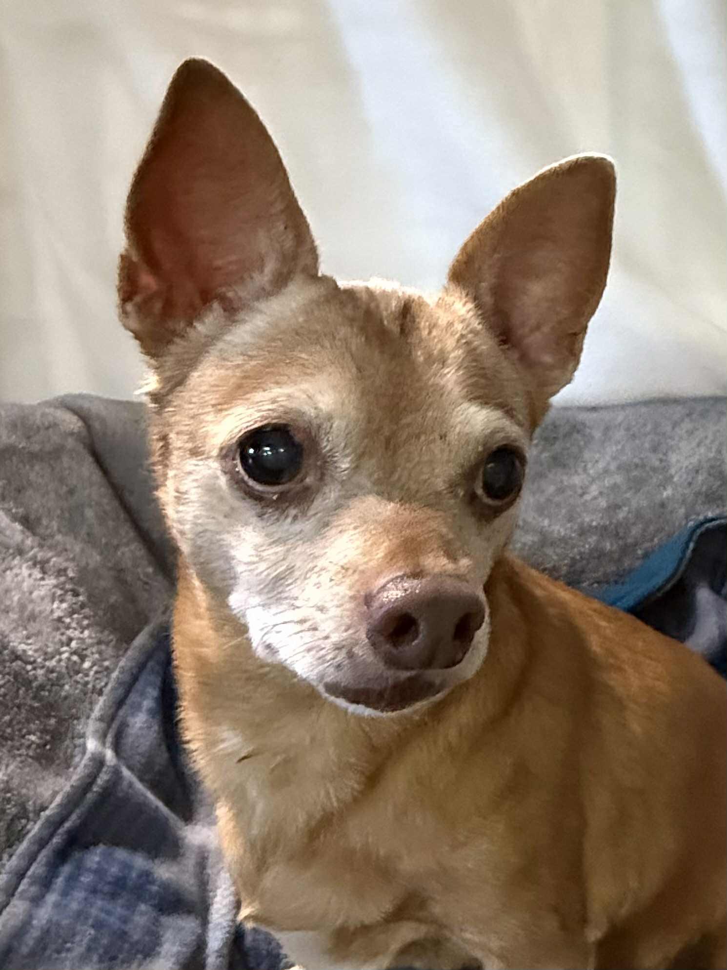 JAKE, ADOPTABLE, Senior Male Chihuahua.