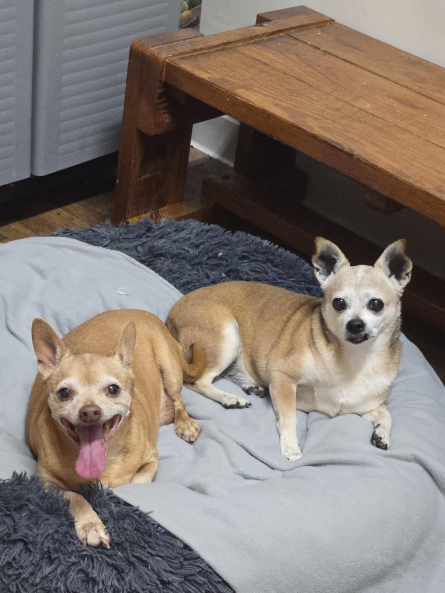 Enlarge JAKE, a ADOPTABLE Chihuahua in Port Clinton, OH image 3/3