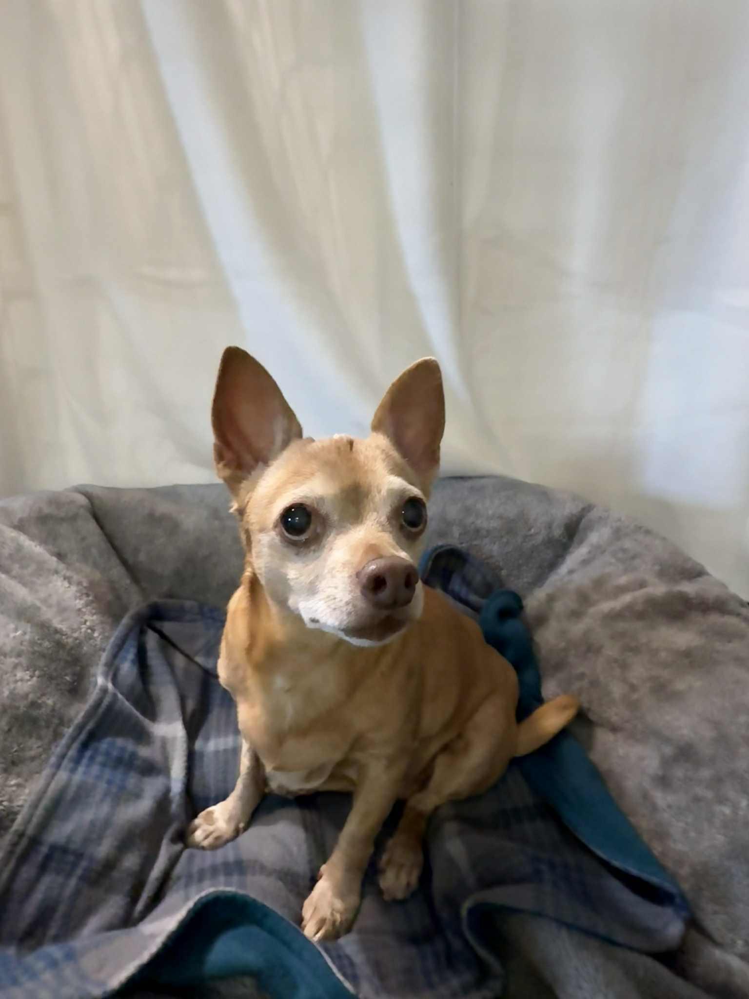 Enlarge JAKE, a ADOPTABLE Chihuahua in Port Clinton, OH image 2/3